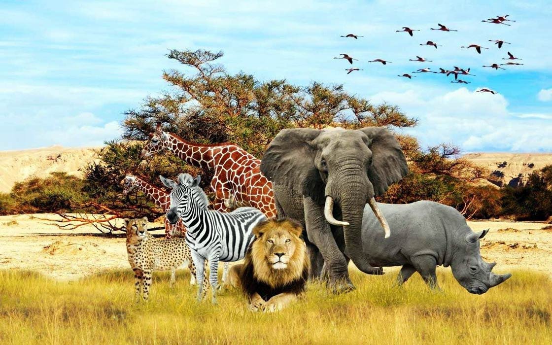 WILD ANIMAL FAMILY FOR KIDS
